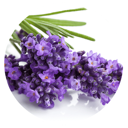 natural hair shampoo bar ingredient -lavender